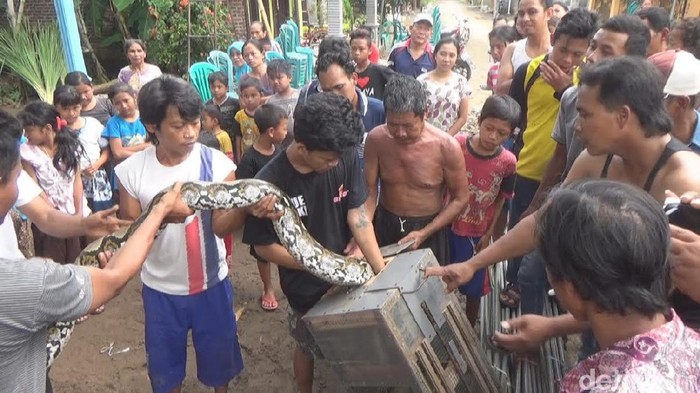 Ular Sanca 5 Meter Muncul di Parit Kagetkan Warga Jombang