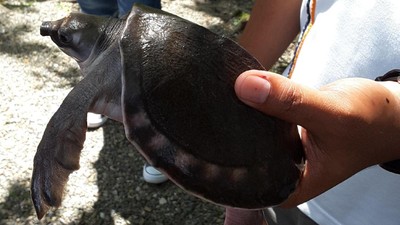 Kupu-kupu & Kura-kura Papua Lucu di Timika