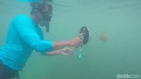 Kalau mau bermain di kerajaan ubur-ubur, jangan pakai sepatu katak ya. Nanti itu bisa melukai ubur-uburnya (Bonauli/detikTravel)