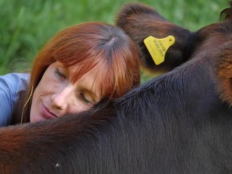 Terapi Berpelukan dengan Sapi untuk Atasi Stres, Siapa Mau Coba?