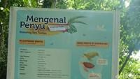 Pengakaran ini punya papan informasi yang sangat jelas. Mulai dari proses peneluran, pelepasan sampai predatornya sudah tercatat lengkap di sini (Bonauli/detikTravel)