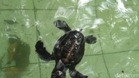 Jangan heran ketika melihat tukik di dalam kolam yang terus-menerus berenang menabrak dinding kolam. Ini merupakan naluri tukik yang berenang dengan mengikuti cahaya (Bonauli/detikTravel)