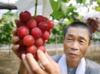 Wow! Semangka di Jepang Ini Dijual dengan Harga 336 Juta Rupiah