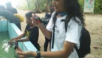 dtreveler yang sedang memotret tukik yang berada di kolam. Traveler diperbolehkan untuk memegang tukik dengan syarat tidak boleh diremas ya (Bonauli/detikTravel)