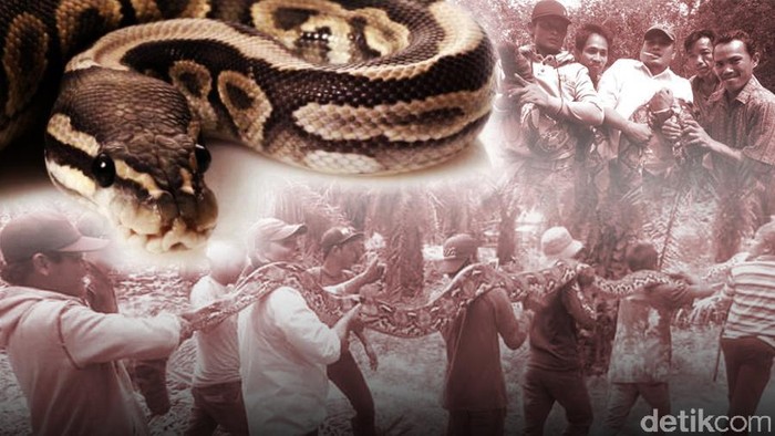 Geger Teror Piton dan Aneka Cara Menyingkirkannya