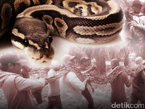 Geger Teror Piton dan Aneka Cara Menyingkirkannya
