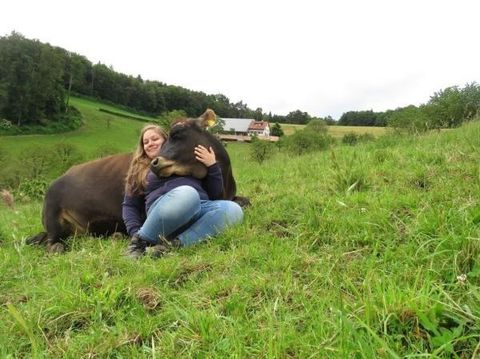 Terapi Berpelukan dengan Sapi untuk Atasi Stres, Siapa Mau Coba?