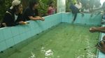 Ini Tempat Untuk Lihat Penyu Lucu & Unyu di Derawan