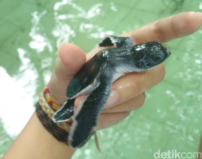 Mau Main Bareng Tukik Penyu yang Lucu? Liburan ke Derawan Saja!