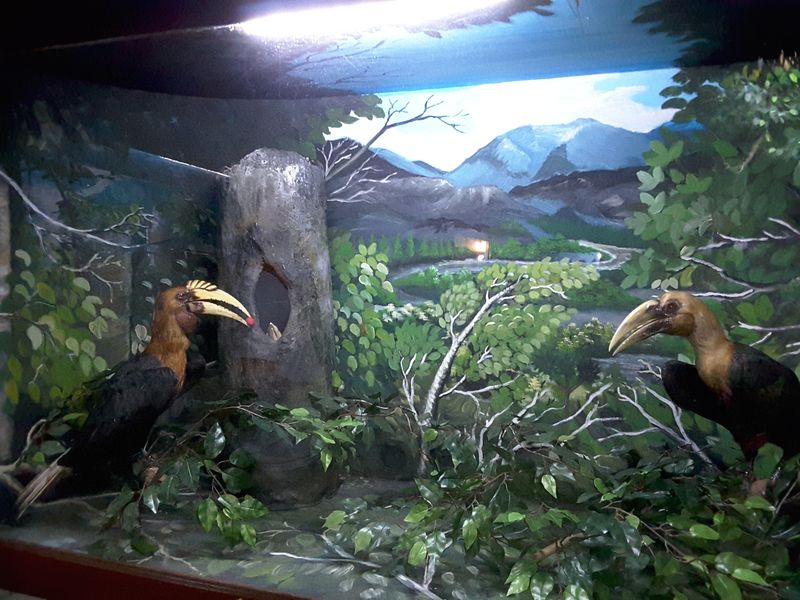 Yuk Ajak Anak Lestarikan Burung Rangkong Yang Terancam Punah