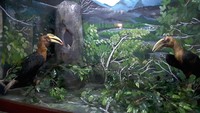 Foto: Di Kota Timika, anak-anak TK sampai SMA bisa mendapat pengetahuan soal alam saat ke Pusat Reklamasi dan Keanekaragaman Hayati PT Freeport Indonesia. Di sana, anak-anak bisa tahu lebih banyak tentang flora dan fauna termasuk burung rangkong, yang kisah cintanya mengandung pesan kesetiaan (Radian/detikTravel)