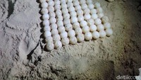 Setelah bertelur, petugas penangkaran akan merelokasi telur-telur penyu ke tempat penangkaran. Seekor penyu dapat menghasilkan 100-150 telur dalam satu kali peneluran (dok istimewa)