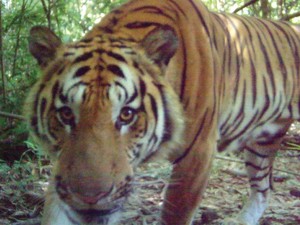 Sekawanan Harimau Indocina Langka Tertangkap Kamera