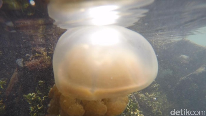 Tips Berenang Bareng Ubur-ubur Langka di Kakaban