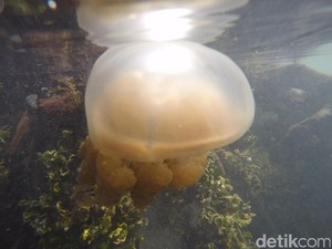 Kakaban: Rumah Ubur-ubur Langka yang Tak Menyengat
