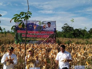 Panen Jagung di Pandeglang, Mentan: RI Bisa Ekspor ke Malaysia