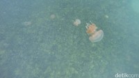 Jika melihat ke arah dasar, traveler akan melihat tumbuhan laut seperti daun yang menjalar di sepanjang dasar danau. Layaknya taman, banyak sekali ubur-ubur yang berada di dasar (Bonauli/detikTravel)