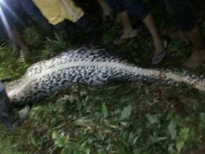 Jasad Akbar di Perut Ular, Bagaimana Piton Mangsa Manusia Dewasa?