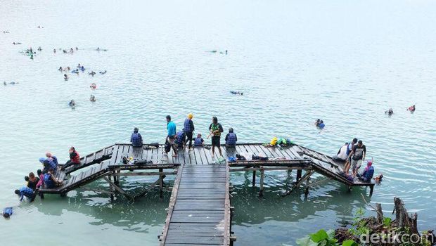 Ubur-ubur di Danau Kakaban