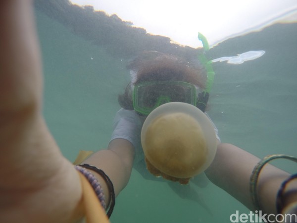 Naik ke atas Pulau Jawa, di Kalimantan terdapat Danau Kakaban di Kepulauan Derawan, Kalimantan Timur. Silakan menyelam dan bertemu ubur-ubur tak menyengat yang super langka di dunia (Bonauli/detikTravel) Naik ke atas Pulau Jawa, di Kalimantan terdapat Danau Kakaban di Kepulauan Derawan, Kalimantan Timur. Silakan menyelam dan bertemu ubur-ubur tak menyengat yang super langka di dunia (Bonauli/detikTravel)