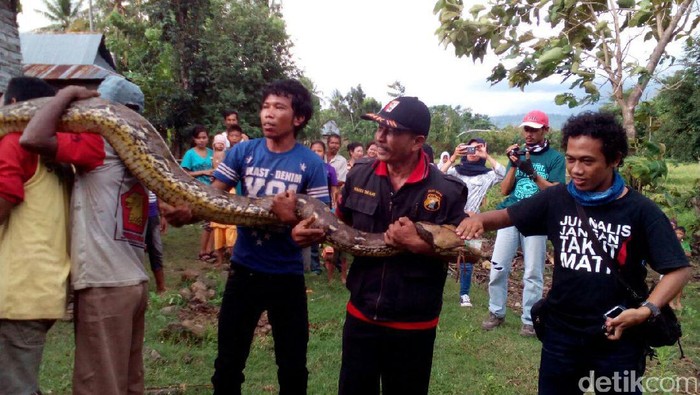 Warga soal Piton 9 Meter: Ada yang Kesurupan, Ular Dilepas