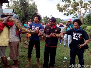 Warga soal Piton 9 Meter: Ada yang Kesurupan, Ular Dilepas
