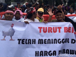 Peternak Minta Pemerintah Lakukan Ini Agar Harga Ayam Tak Jatuh