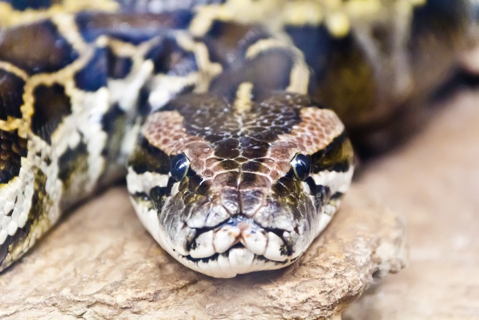 Ilustrasi Ular Python