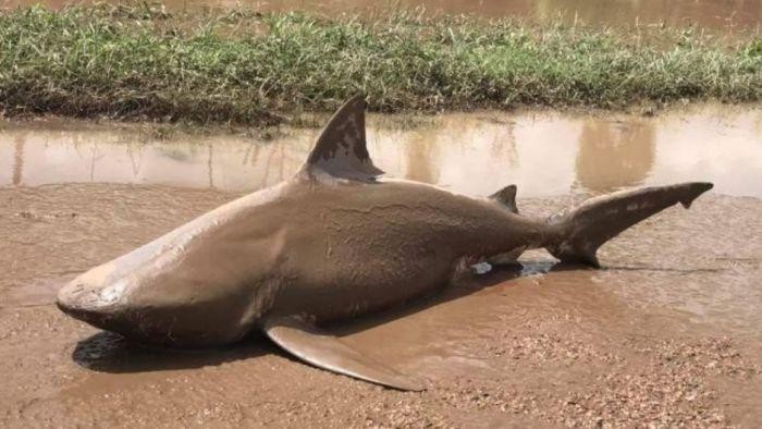 Akibat Topan Debbie, Hiu Banteng Terdampar di Jalanan Queensland