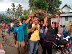 Warga Takalar Pernah Tangkap Ular Piton Raksasa Sepanjang 9 Meter