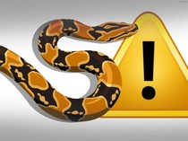 Ngeri Ular Piton Serang Pemotor hingga Tewas