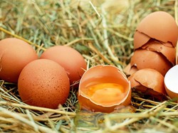 Duluan Mana, Telur atau Ayam? Intip di Sini Jawabannya!