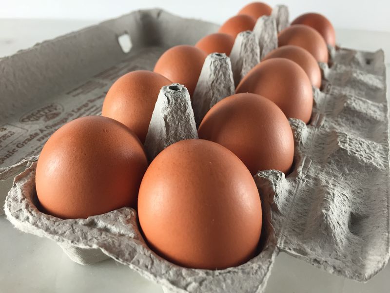fakta telur ayam