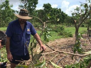 Petani Queensland Rugi Rp 1,5 Triliun Akibat Topan Debbie