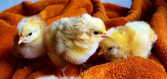 Telur Ayam yang Gurih Enak Ternyata Punya 10 Fakta Menarik Ini (1) Telur Ayam yang Gurih Enak Ternyata Punya 10 Fakta Menarik Ini (1)
