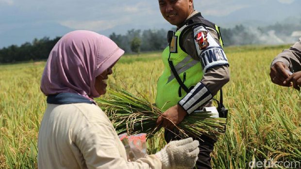 Polantas Imbau Petani di Aceh Besar Tak Bakar Jerami di Tepi Jalan