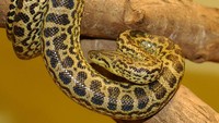 Posisi selanjutnya ada anakonda kuning taua (Eunectes notaeus). Adalah spesies anakonda endemik Amerika Selatan. Dan dapat ditemui di Paraguay, Brasil, Argentina dan Bolivia. Berat dapat mencapai 40 kg dan panjang 4,6 meter. Pool/Patrick Jean.