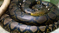 Sanca batik atau sanca kembang (Python reticulatus) merupakan jenis ular yang sedang ramai diperbincangkan karena ular piton ini memangsa Akbar (25) di Mamuju, Sulawesi Barat belum lama ini. Berat ular ini dapat mencapai 158 kg dan panjang hingga 10 meter. Pool/Mariluna.