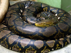 Ular Piton 3 Meter Berkeliaran di Cambridge, Polisi Lakukan Perburuan