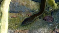 Piton Amethystine atau (Morelia amethistina) adalah piton yang memiliki berat 91 kg dan panjang 8 meter. Umumnya ditemukan di Asia dan Australia. Terutama di Indonesia terdapat di Papua. Memiliki kulit khas berkilau warna-warni. Pool/Mike.