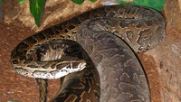 Kemudian ada African Rock Python (Python Sebae) merupakan jenis ular terbesar di Afrika. Habitatnya bisa ditemukan di hutan dan gurun atau biasanya dekat dengan sumber air. Beratnya sekitar 113 kg dengan panjang mencapai 7,5 meter. Pool/Ist.