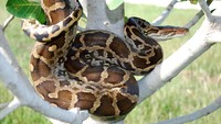 Sanca India atau (Python molurus), masih dalam kerabat sanca bodo di Indonesia. Ular ini dapat ditemukan di area tropis di Asia Selatan. Umumnya memiliki warna kulit yang lebih cerah. Beratnya bisa mencapai 91 kg dan panjang 6,4 meter. Pool/Pratik Jain.