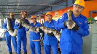 Sebelumnya sanca batik juga pernah ditemukan oleh sejumlah anggota angkatan pertahanan sipil Malaysia di Pulau Penang dengan panjang mencapai 8 meter. Dalam gambar terlihat butuh lima orang untuk mengangkat ular tersebut. Pool/Herme Herisyam.