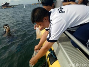 10.852 Benur Lobster Dilepasliarkan di Bangsring Underwater