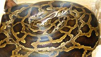 Berikutnya ada sanca bodo (Python bivittatus), awalnya ular ini masuk dalam Python molurus atau sanca India. Dibedakan karena memiliki corak V berwarna kuning pucat. Berat ular ini bisa mencapai 182 kg dan memiliki panjang hingga 6 meter. Penyebarannya meliputi kawasan Asia Tenggara. Pool/Mariluna.