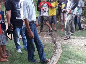Pasca Serangan Ular Piton, Warga Pallette Siaga Berkebun