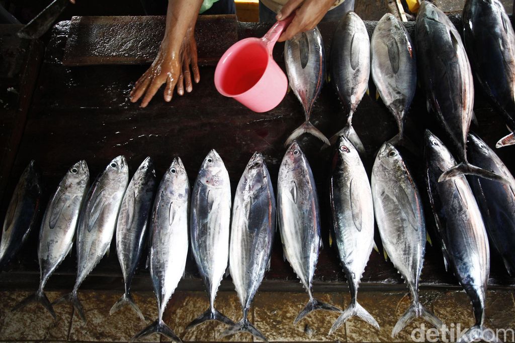 Warga beraktifitas jual beli di Pasar Rakyat Atambua, Kabupaten Belu, Nusa Tenggara Timur, Rabu (30/03/2017). Tingginya tingkat konsumsi masyarakat Atambua terhadap ikan, maka kebutuhan masyarakat akan ikan  tinggi pula. Berbagai jenis ikan segar dijual disini . Nusa Tenggara timur diyakini mempunyai potensi alam dan pasar yang bagus untuk budidaya ikan air tawar dan ikan laut. Pedagang ikan akan dengan ramah dan murah senyum melayani pembeli, di pasar rakyat ini kita bisa melihat aneka kekayaan bahari di Belu yang dijual para pedagang. Mereka ramah dan tidak ragu memamerkan ikan segar yang mereka punya.