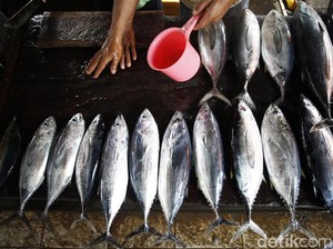 Pedagang Ikan di Medan Keluhkan Omset Turun karena Isu Bangkai Babi