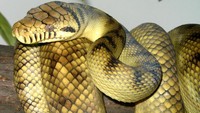 Berlanjut, ada Boa constrictor adalah ular jenis boa yang hidup di hutan hujan Amerika Selatan khususnya di Kepulauan Karibia. Kulitnya memiliki motif yang khas. Berat ular ini bisa mencapai 45 kg dan panjang mencapai 4,3 meter. Berbeda dengan ular-ular lainnya, keistimewaan ular ini adalah memiliki dua paru-paru. Pool/Pavel Ševela.