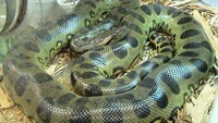 Di urutan pertama ada anakonda hijau Eunectes murinus, dengan berat mencapai 227 kg dan panjang bisa mencapai 8,8 meter. Memiliki warna tubuh hijau kecokelatan dengan bercak bundar hitam dan garis berwarna oranye di bawahnya. Umunya, anaconda hidup di perairan seperti sungai dan rawa-rawa. Ular ini tersebar di Amerika Selatan. Pool/LA Dawson.
